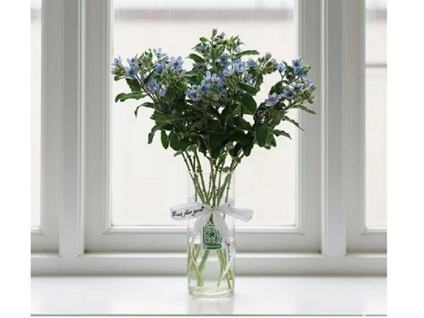 سماء الخزامى