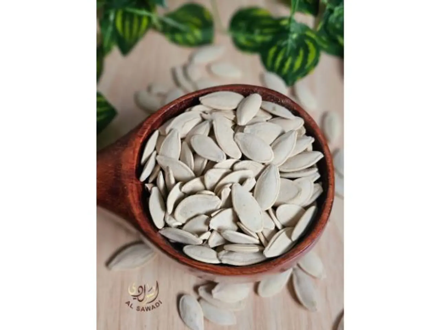 حب كوسه مالح