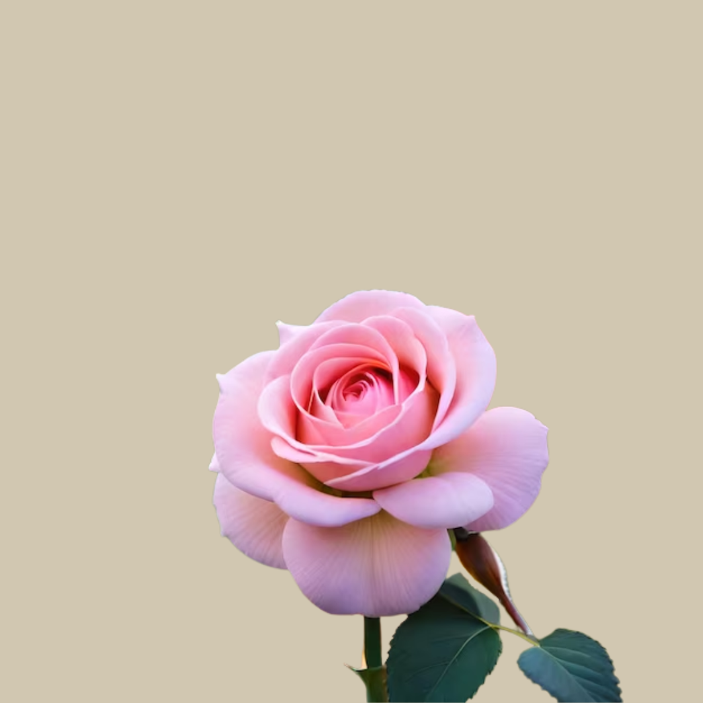 وردة جوري وردي