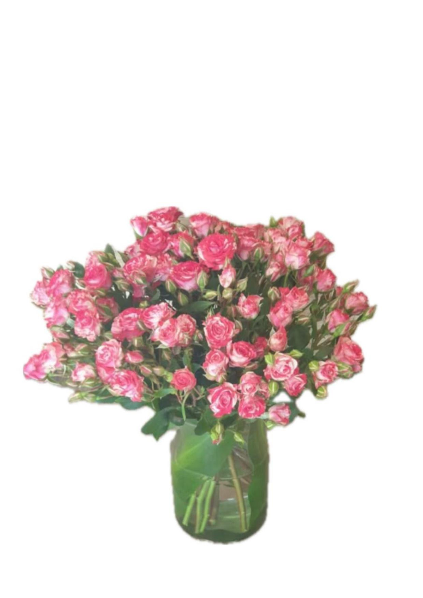 فازة الورد بيبي روز الوردي