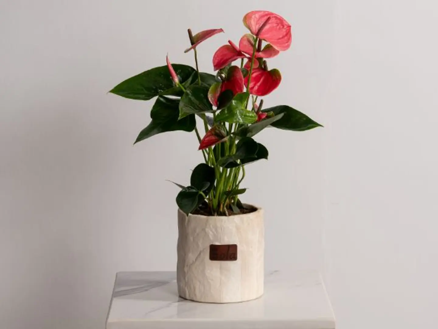 Anthurium Rose Plant Anthurium Rose Plant Anthurium Rose Plant
