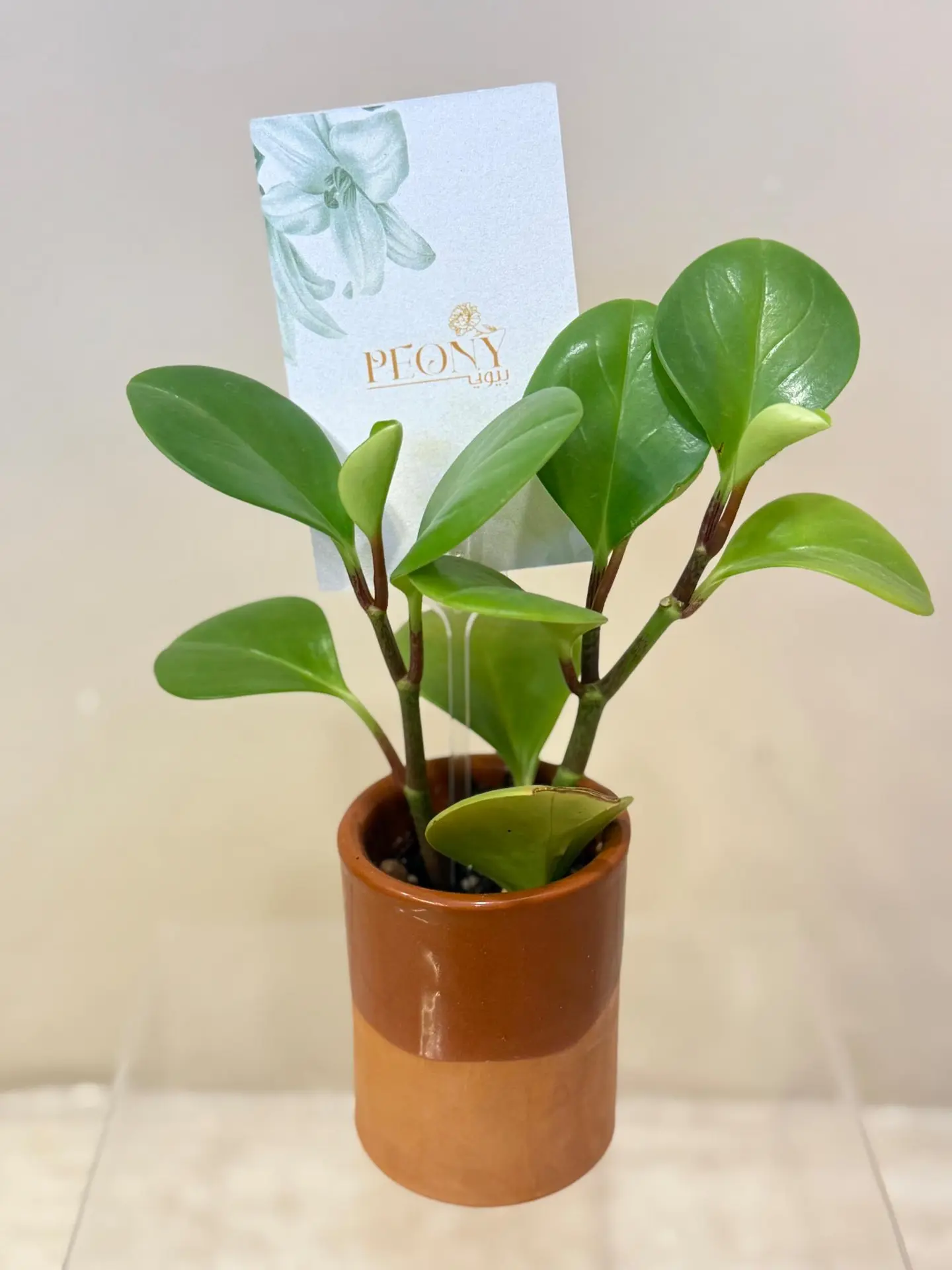 Pottery Vase With Peperomia Plant