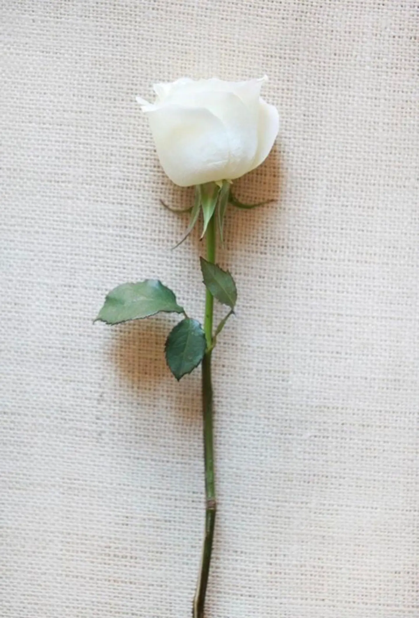 White Rose