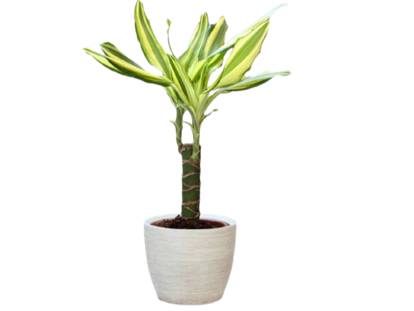 الأناقة الزهرية