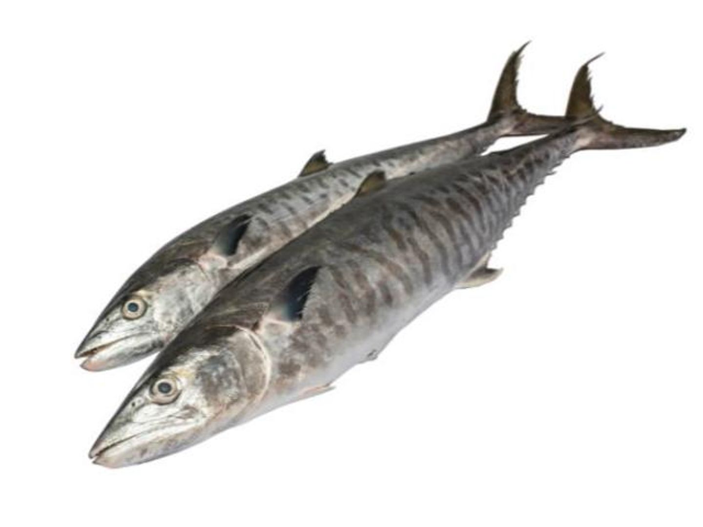 Mackerels 1 Kg