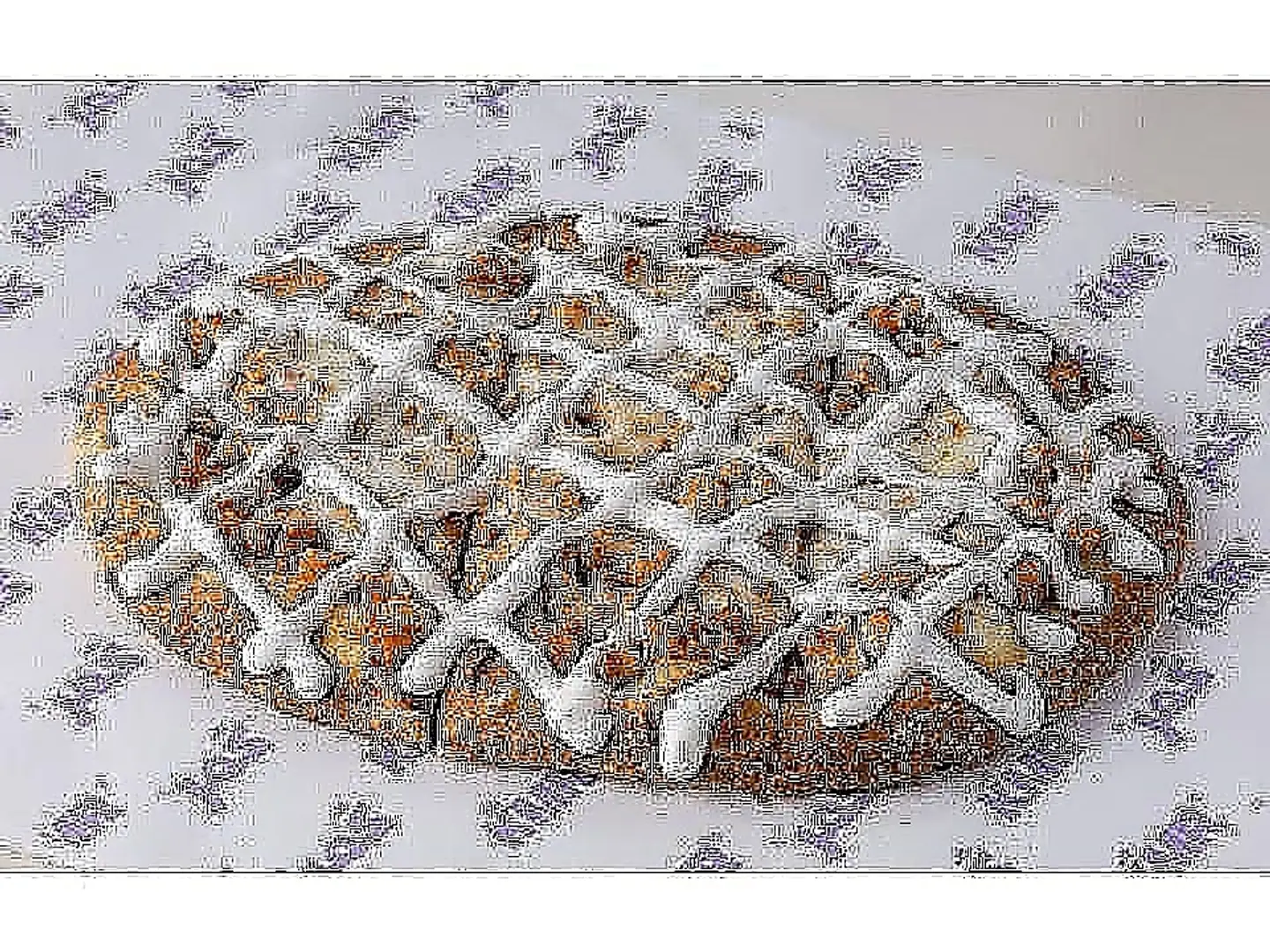 دجاج إيطالي