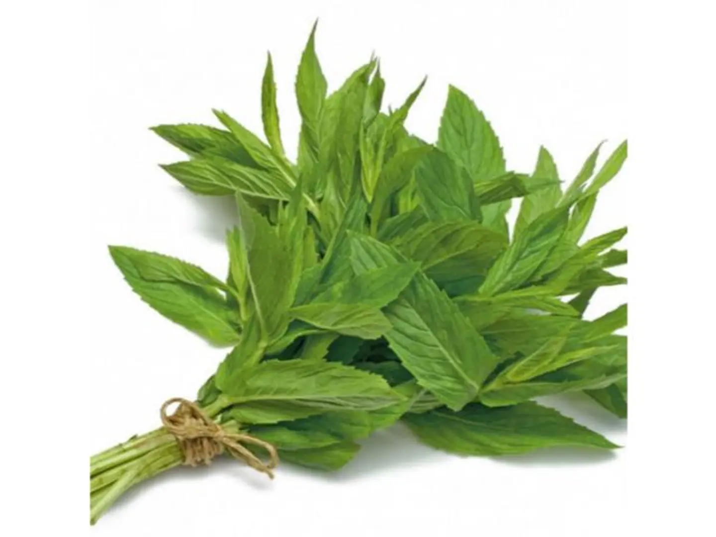 حبق المدينه