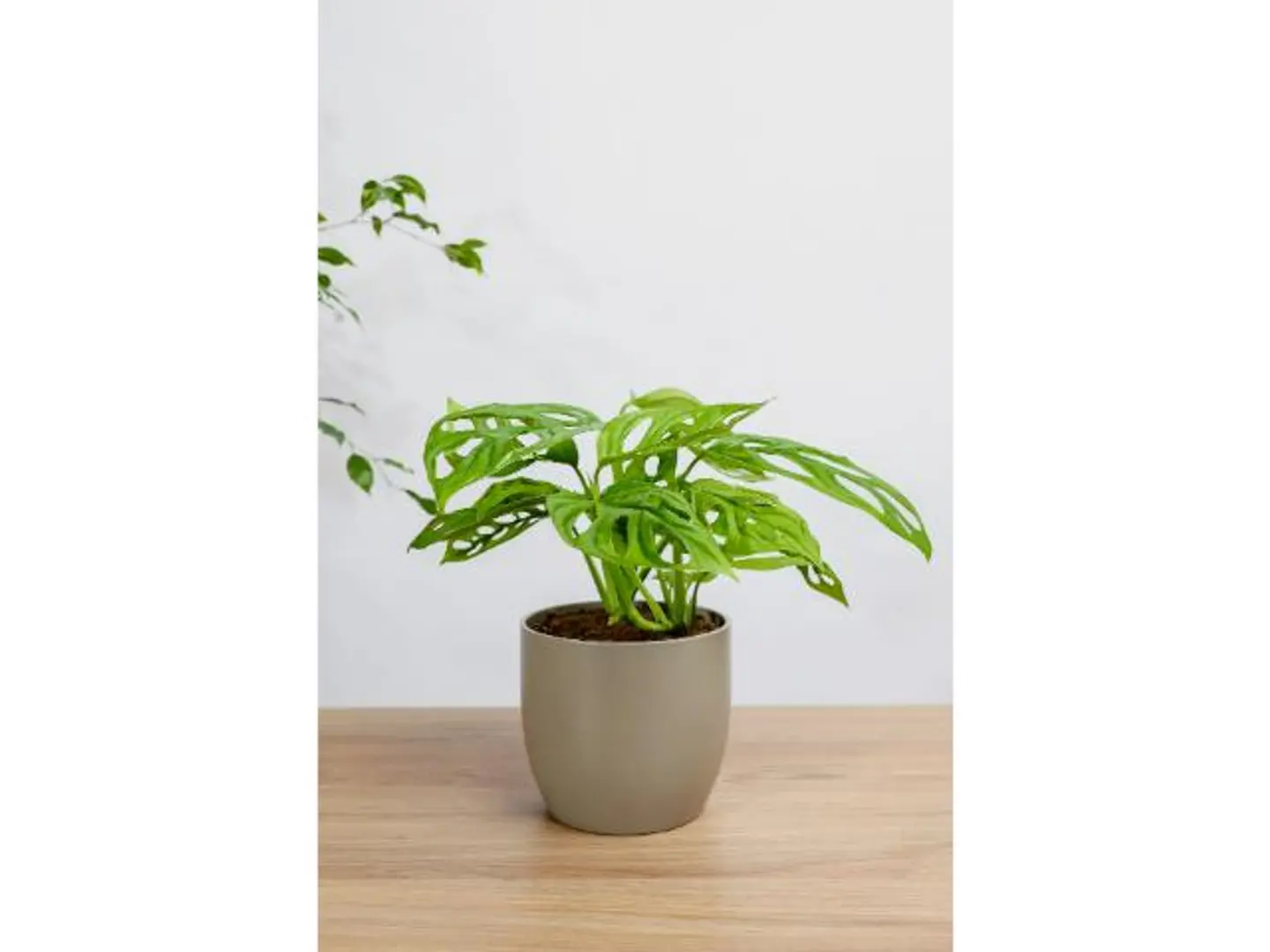 Monstera Monkey Adansoni Plant In A Lead Ceramic Pot