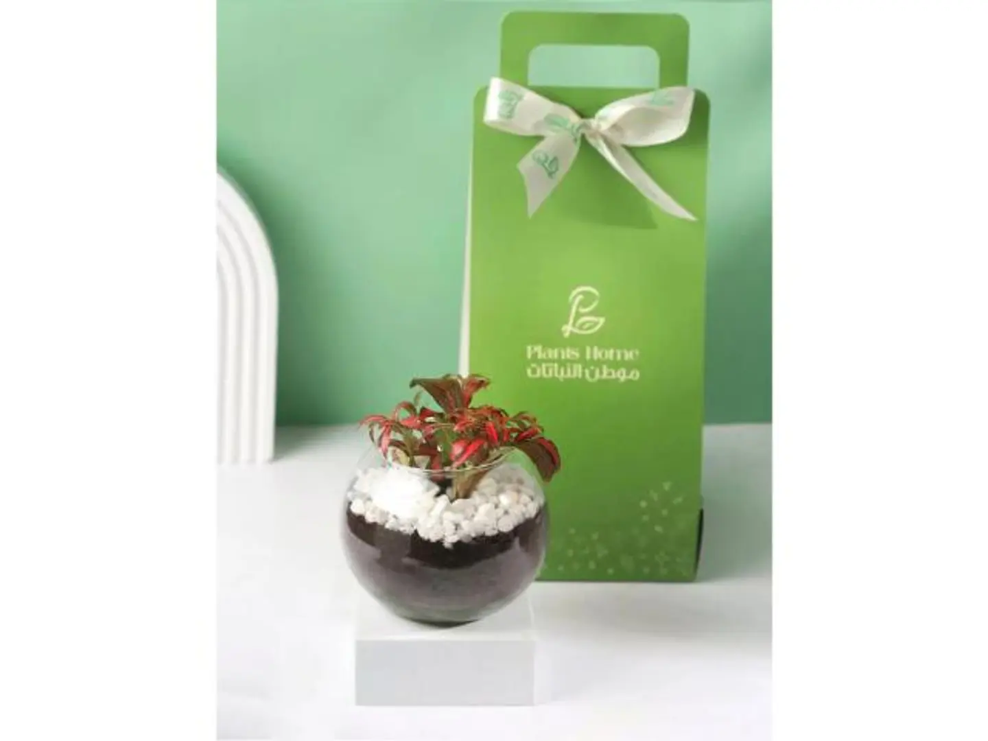 هدية نبتة الفيتونيا الحمراء