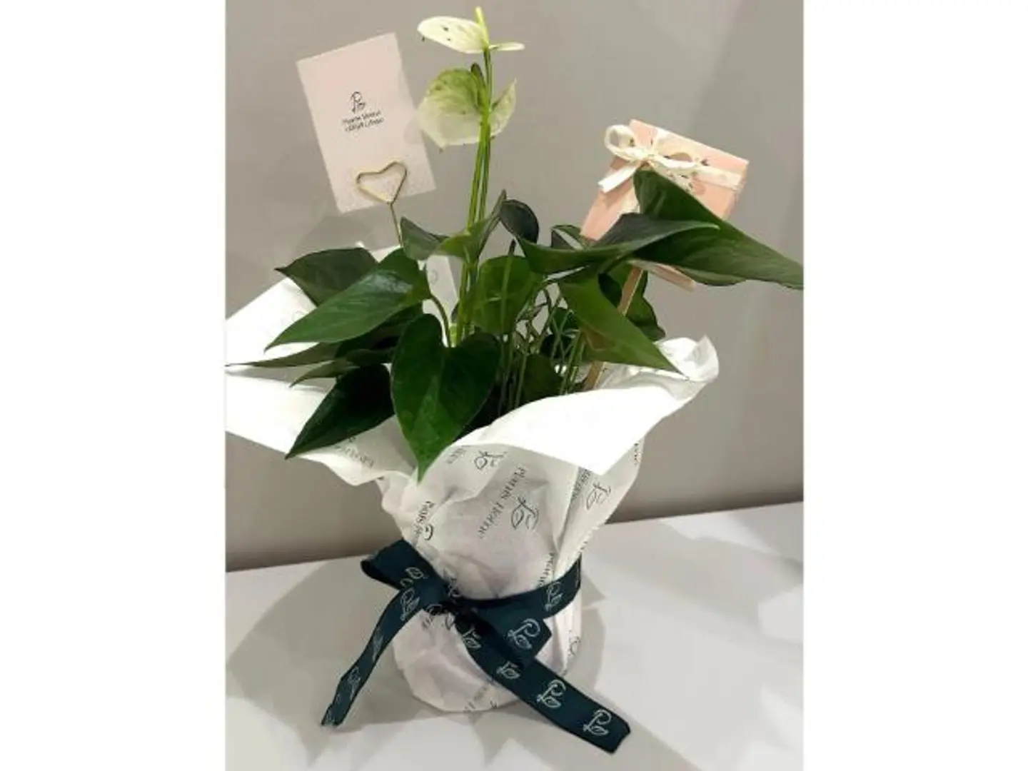 انتوريوم بيضاء مع علبة شكولاتة من انوش