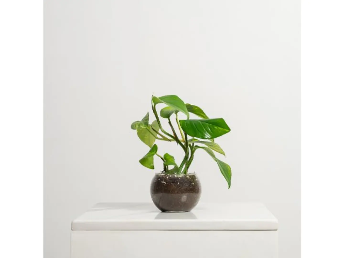 Plant Vaz Glass