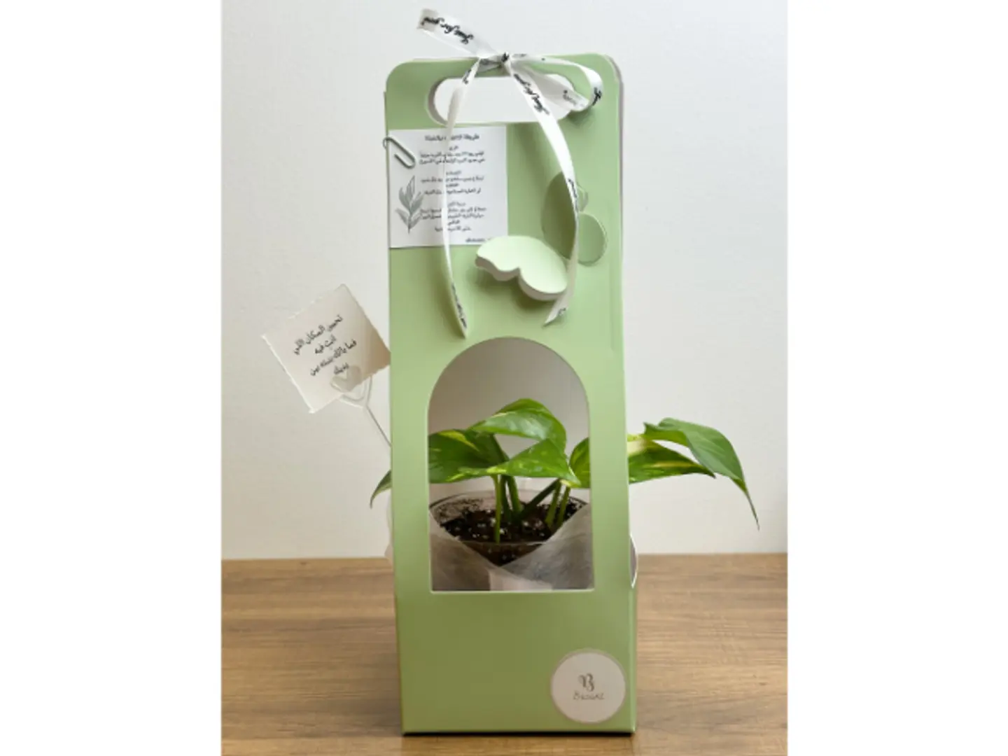 بوكس نبتة البوتس الاخضر