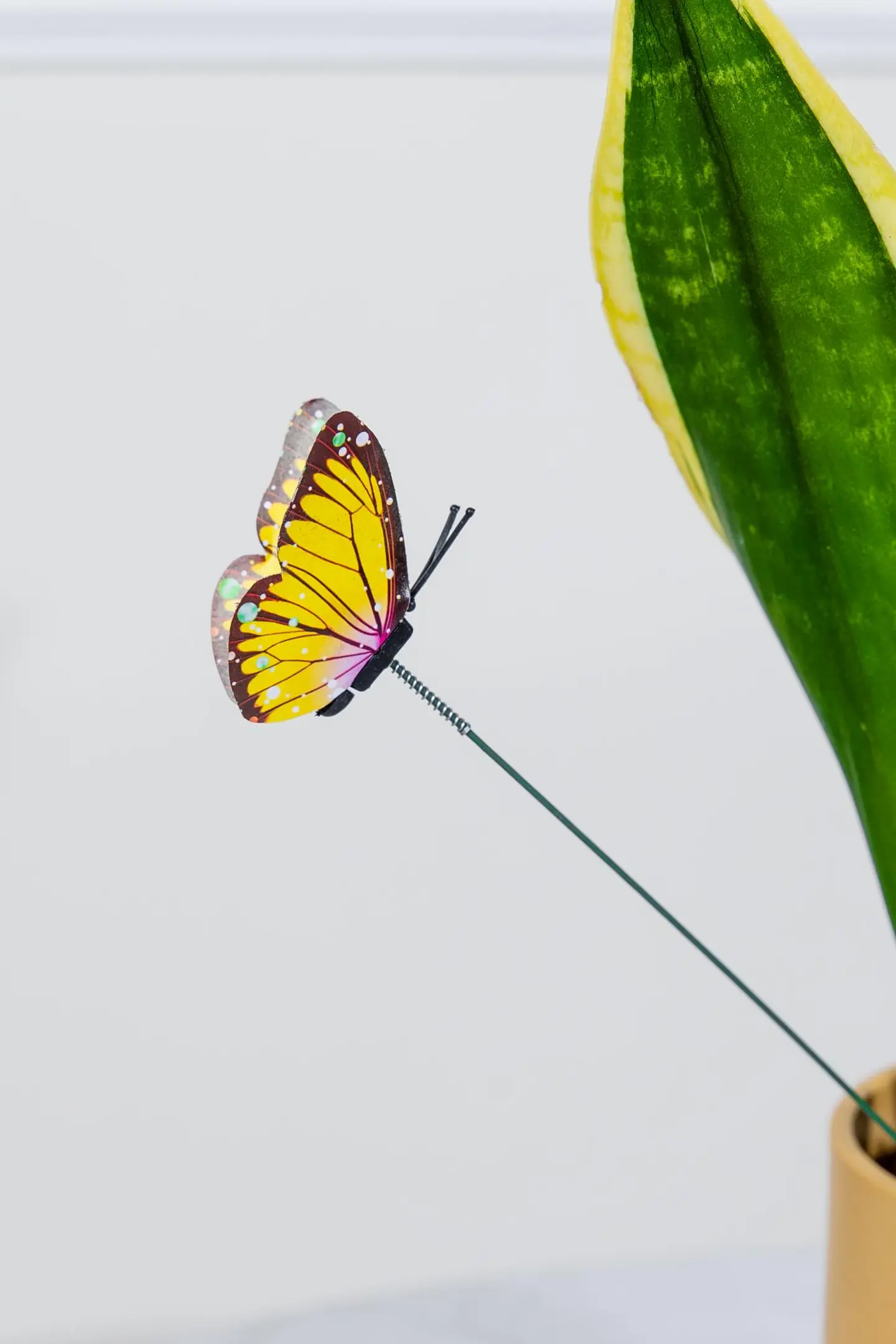 تغريسة فراشة زينة