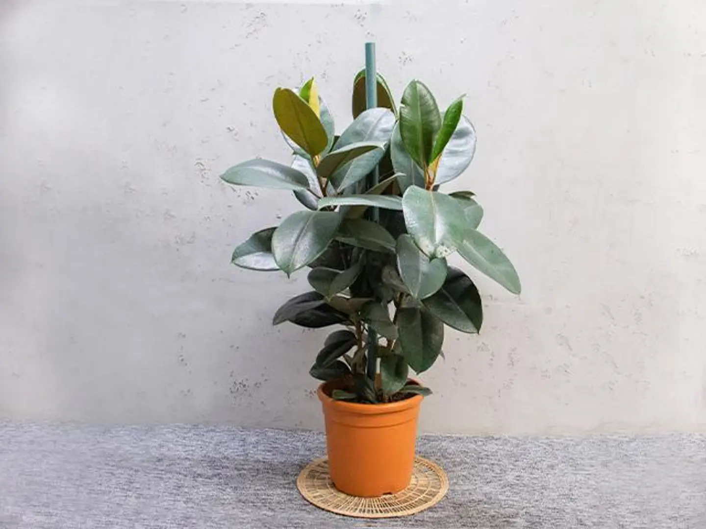 Ficuc Elastica Plant