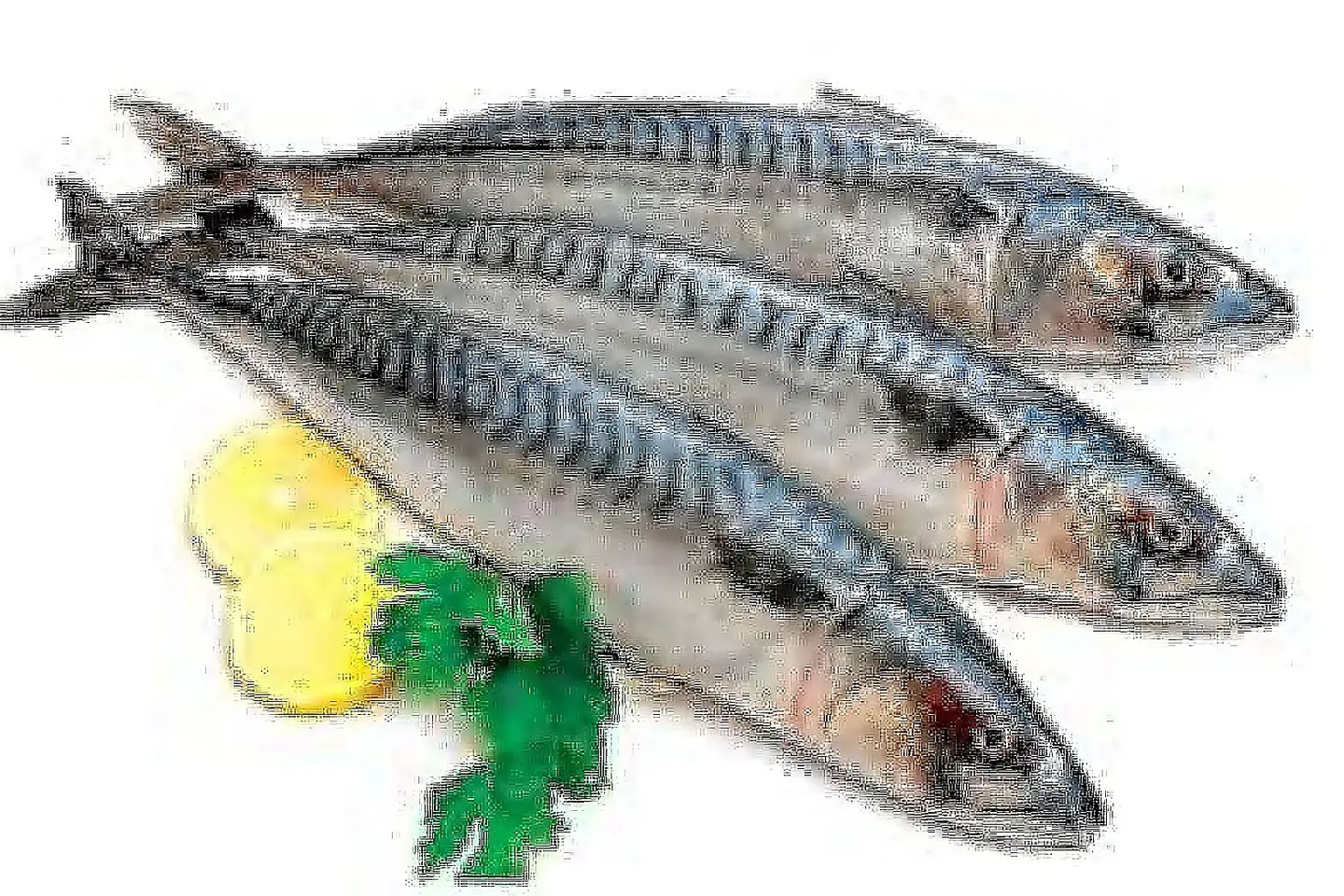 Mackerel