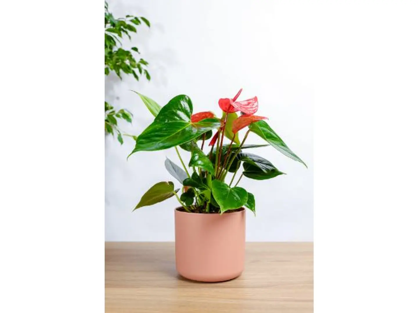 Red Anthurium Plant In A Pink Plastic Pot