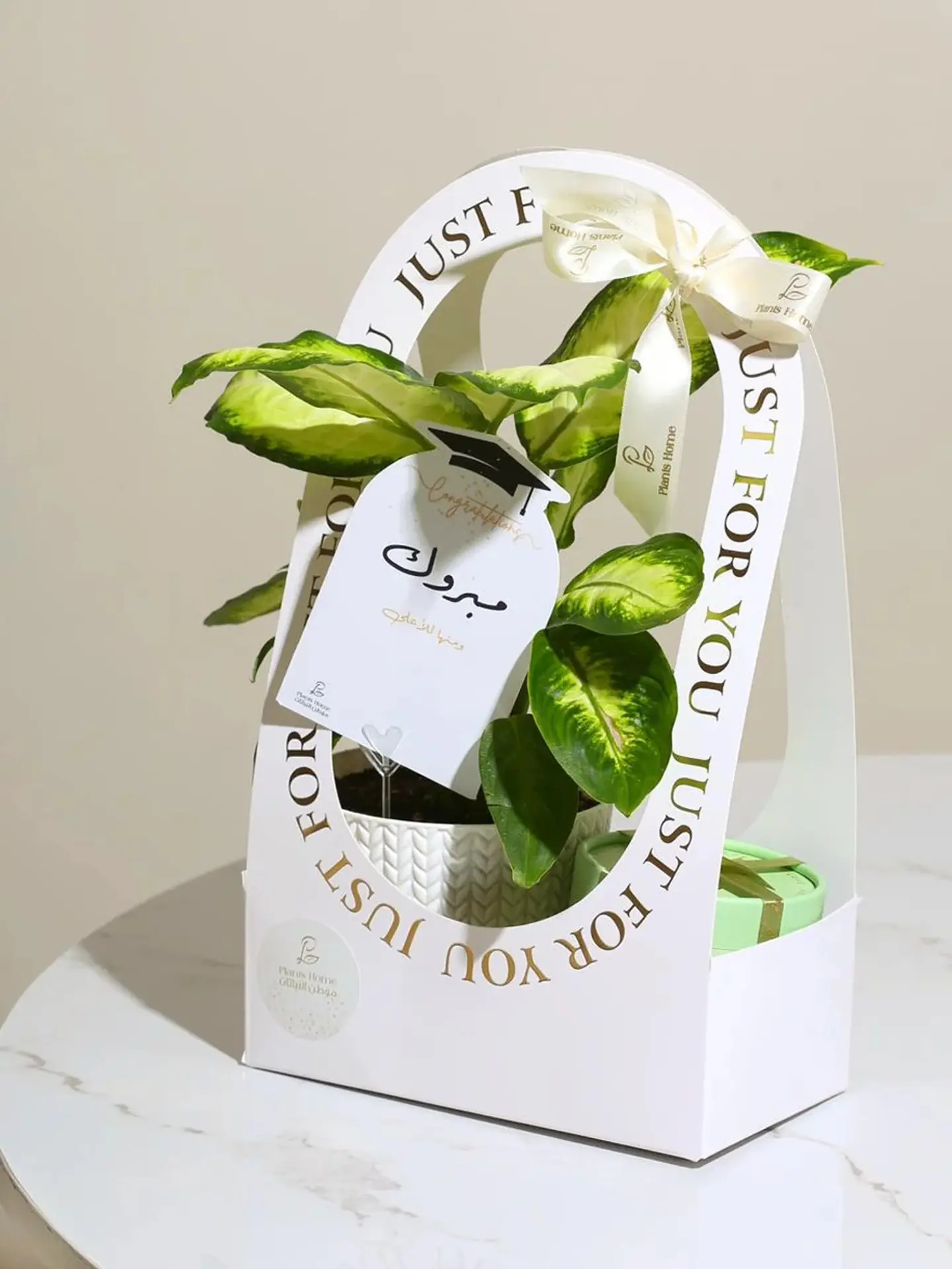 Green Aglaonema With Anosh Chocolate In Elegant Holder & Occasion Card
