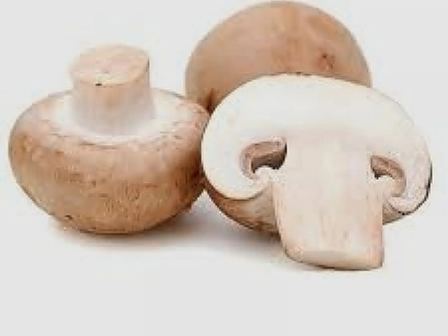 فطر