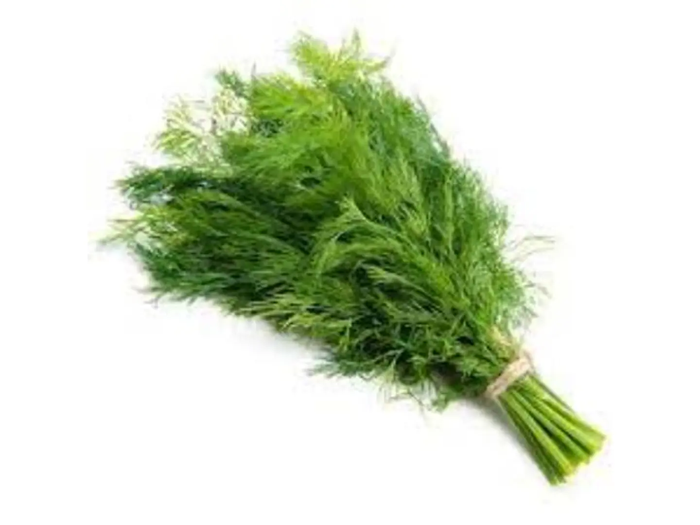 Dill Bunch