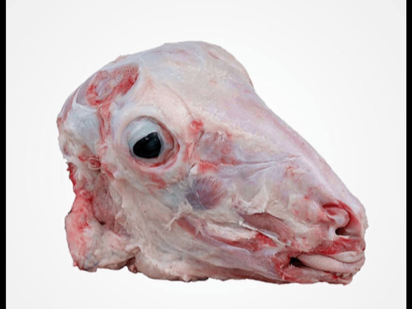 رأس غنم
