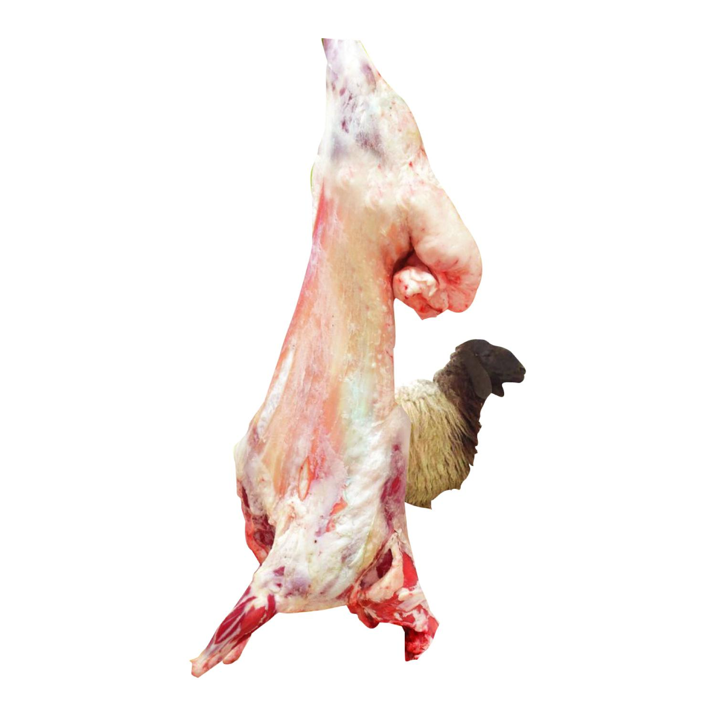 Naimy Whole Lamb Female 18kg To 22kg