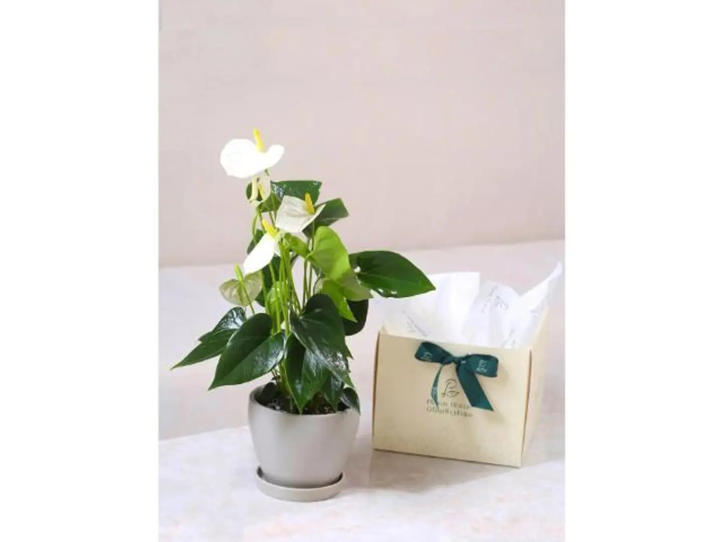 هدية انتوريوم أبيض