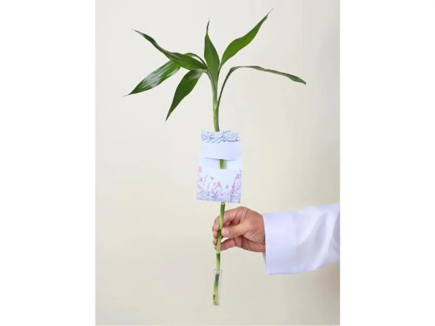 توزيعات ساق البامبو معلق بكارت عساكم من عوادة