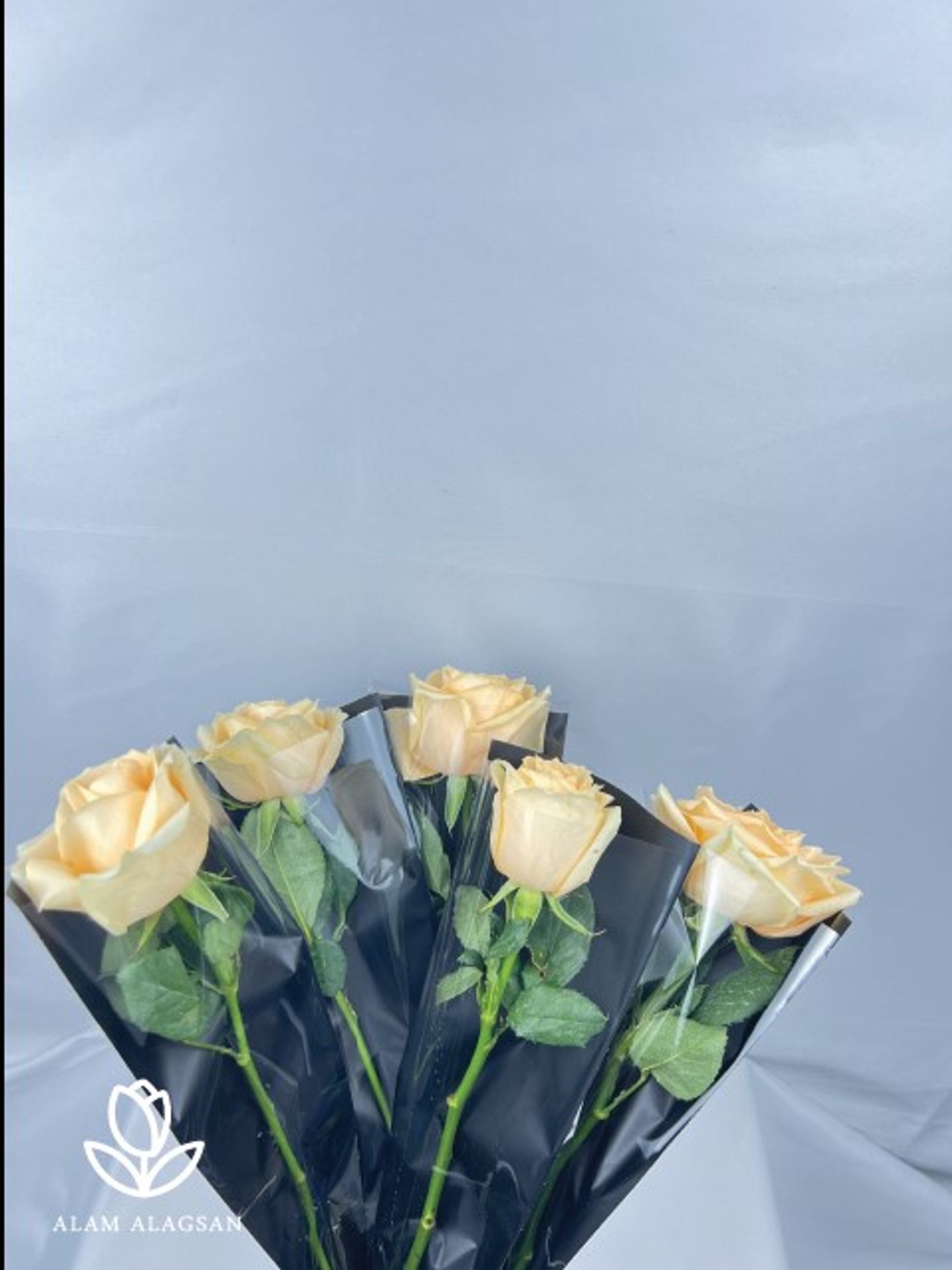 ورد سنقل(5)1010