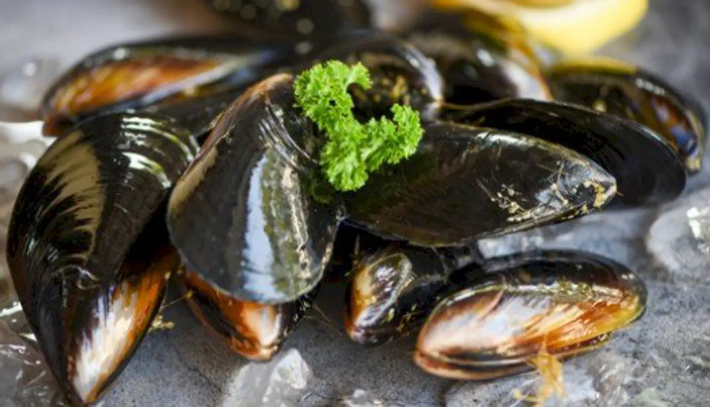 Mussels