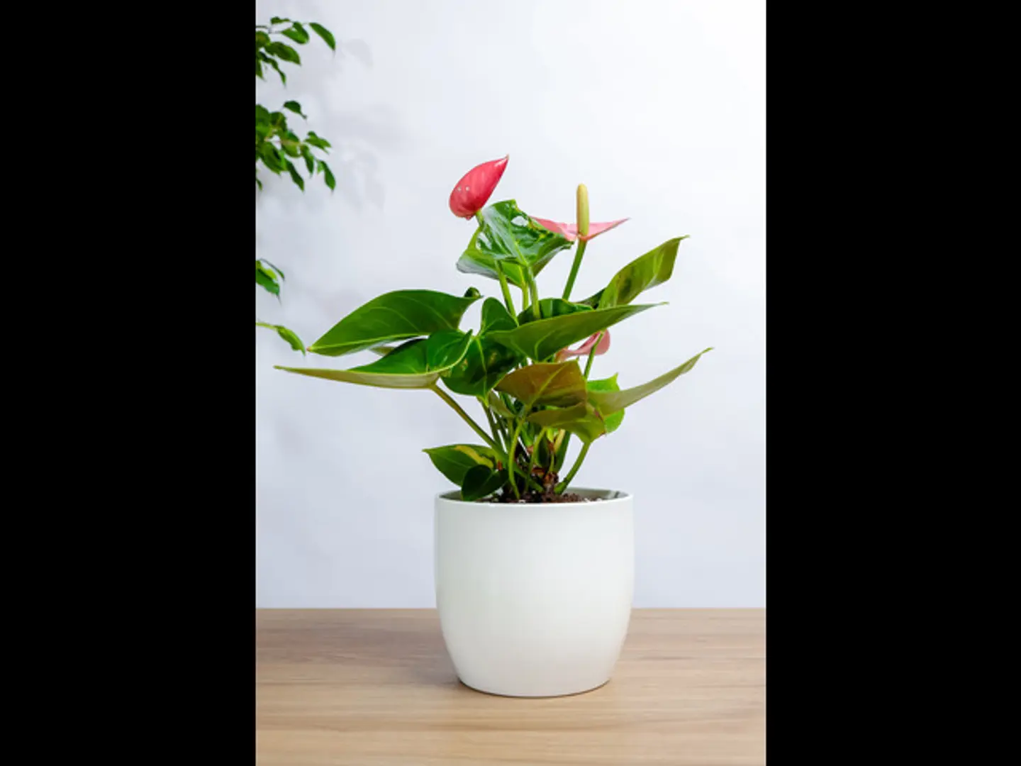 Pink Anthurium Plant In A White Ceramic Pot
