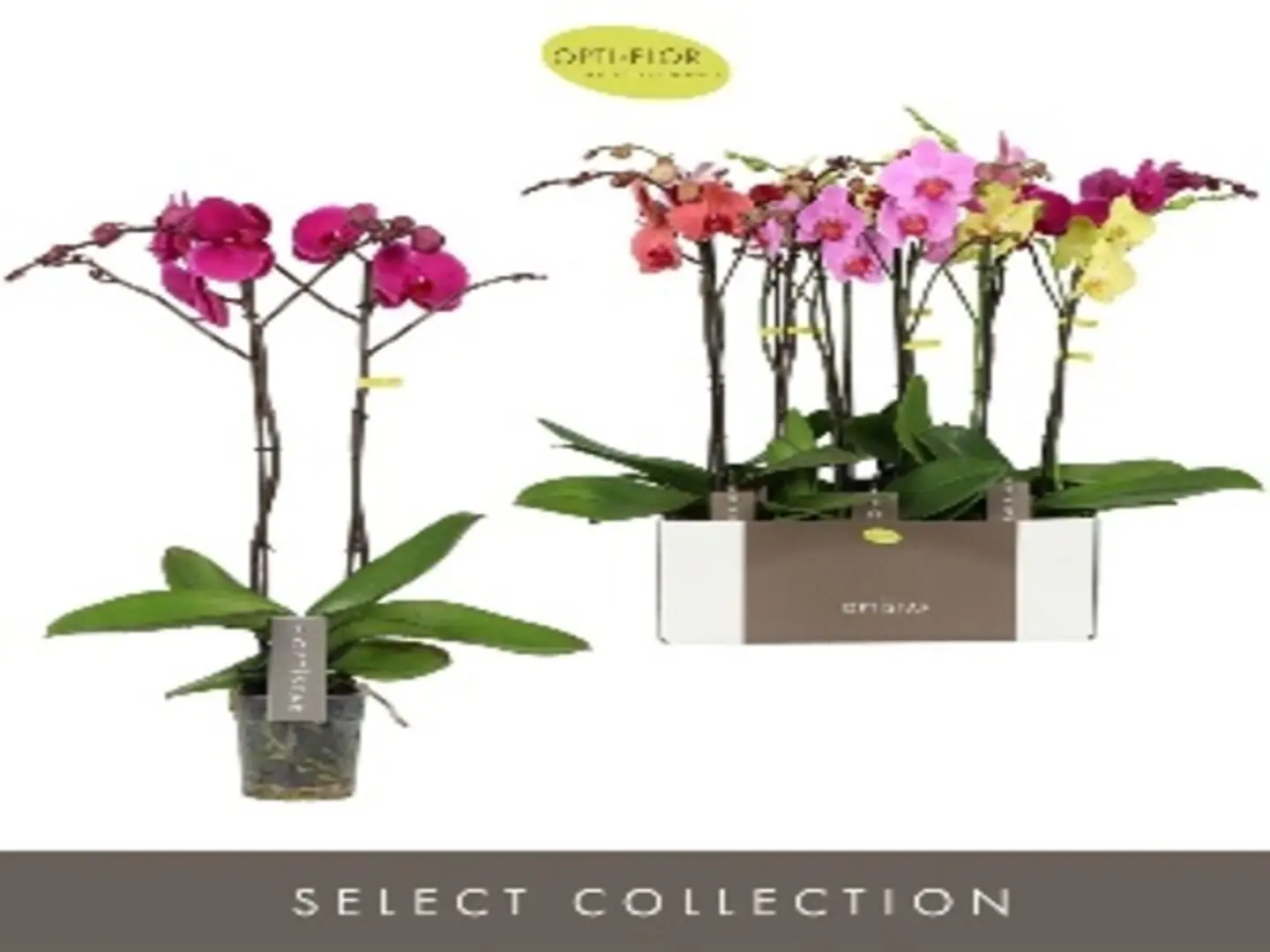 Phalaenopsis Mixed P12 H70