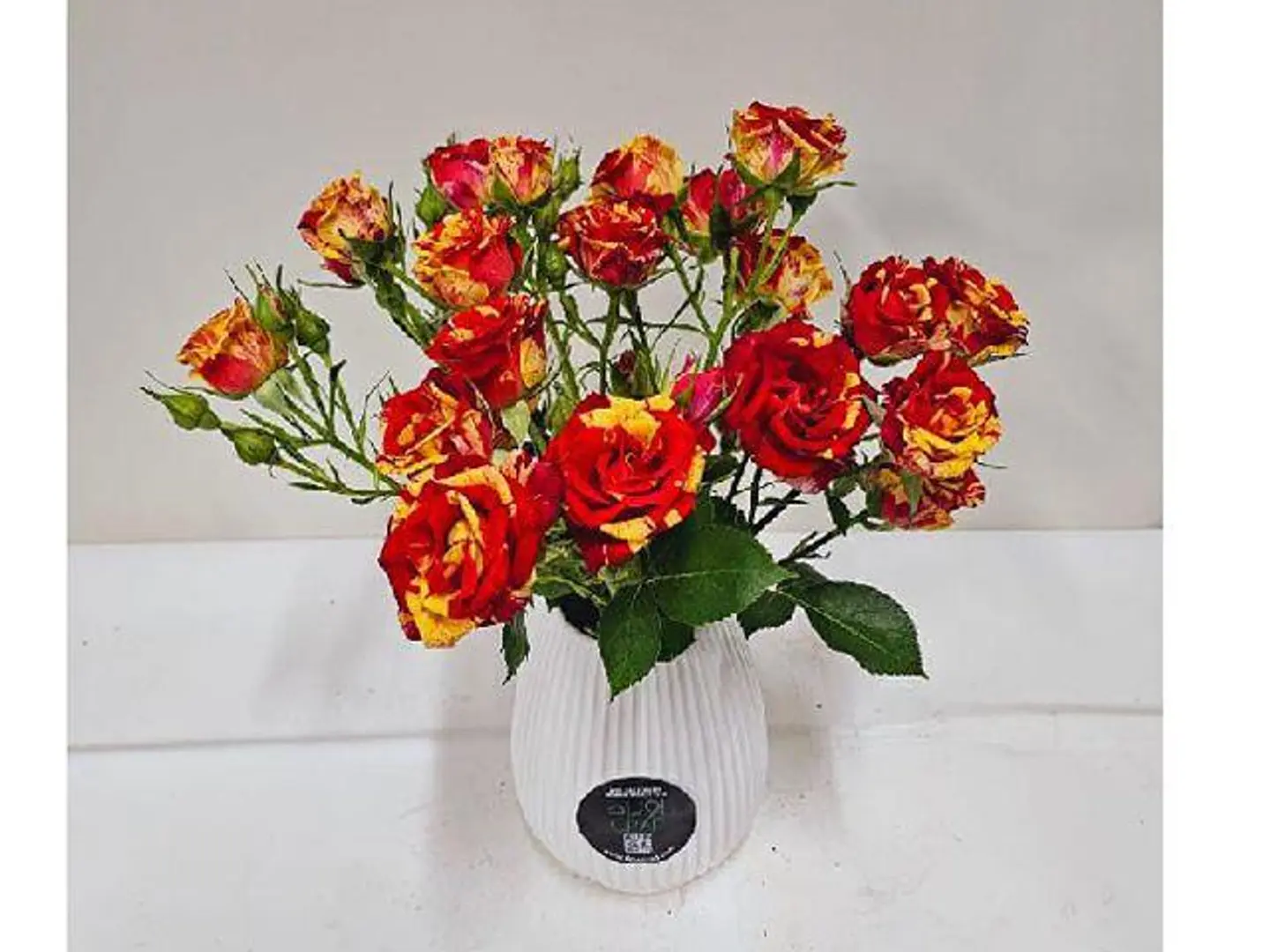 الشمس الوامضة