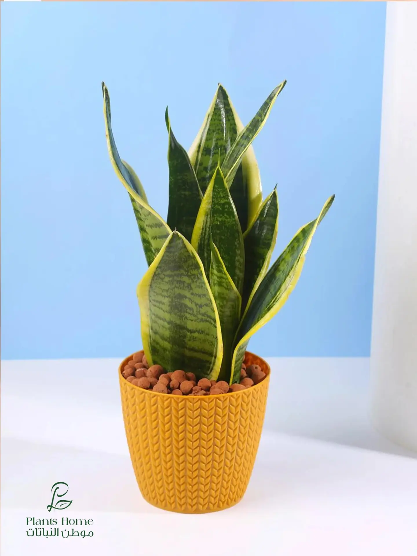 Snake Plant In Elegant Yellow Plastic Pot