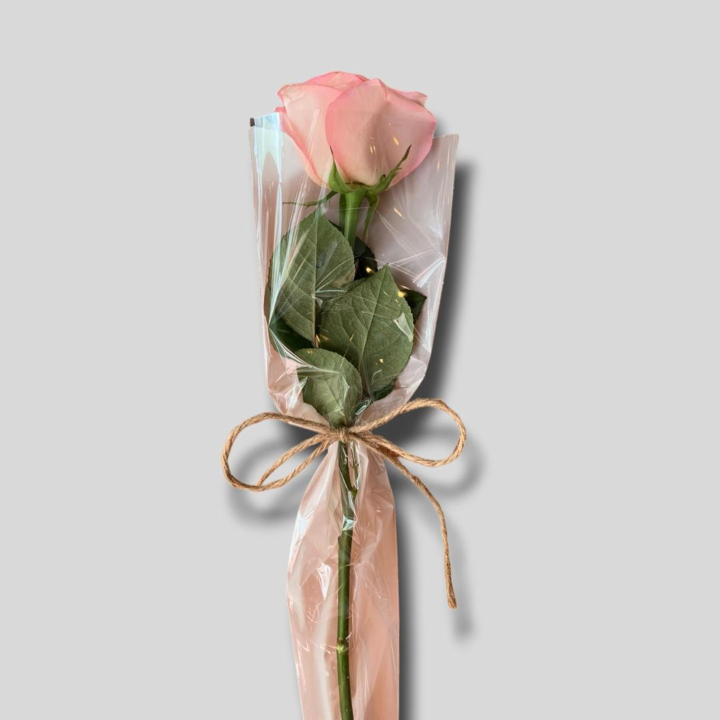 توزيعات الجوري زهري