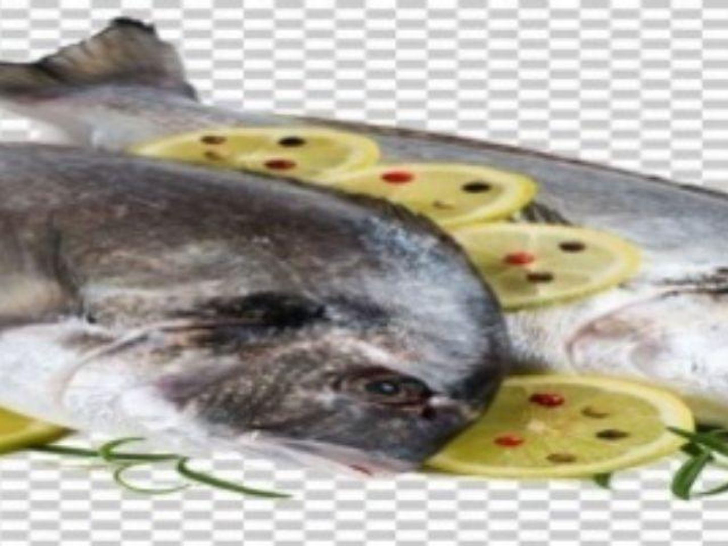 سمك دنيــــــــــــس