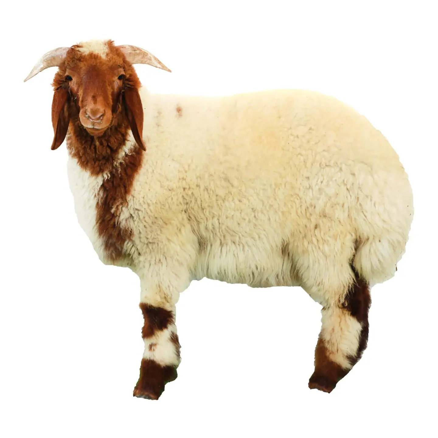 Organic Whole Lamb Naimy Male 18kg To 21kg