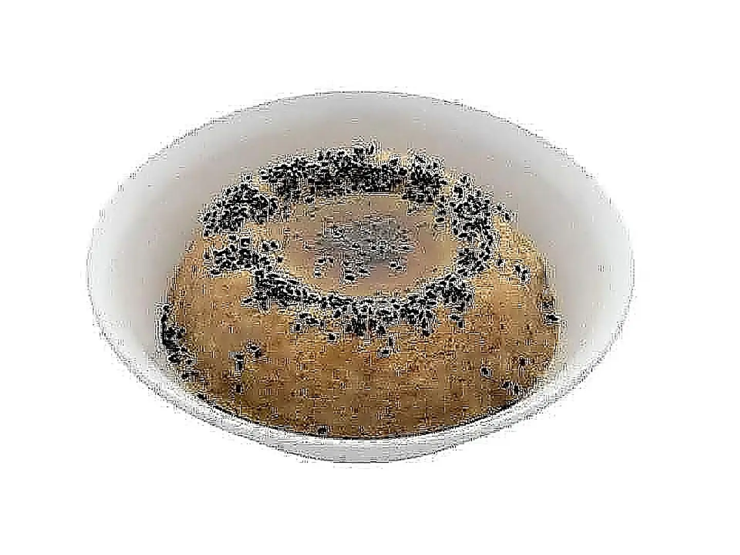 Regular Jizani Marsa