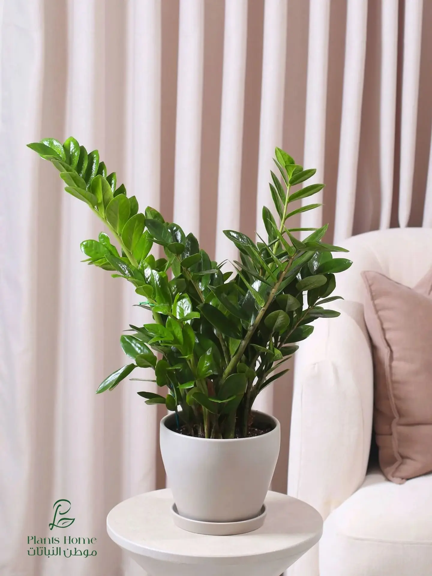 Large Zamioculcas In Luxurious Gray Ceramic Pot