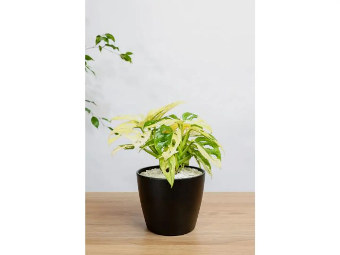 Monstera Monkey Adansoni Variegated In A Black Ceramic Pot