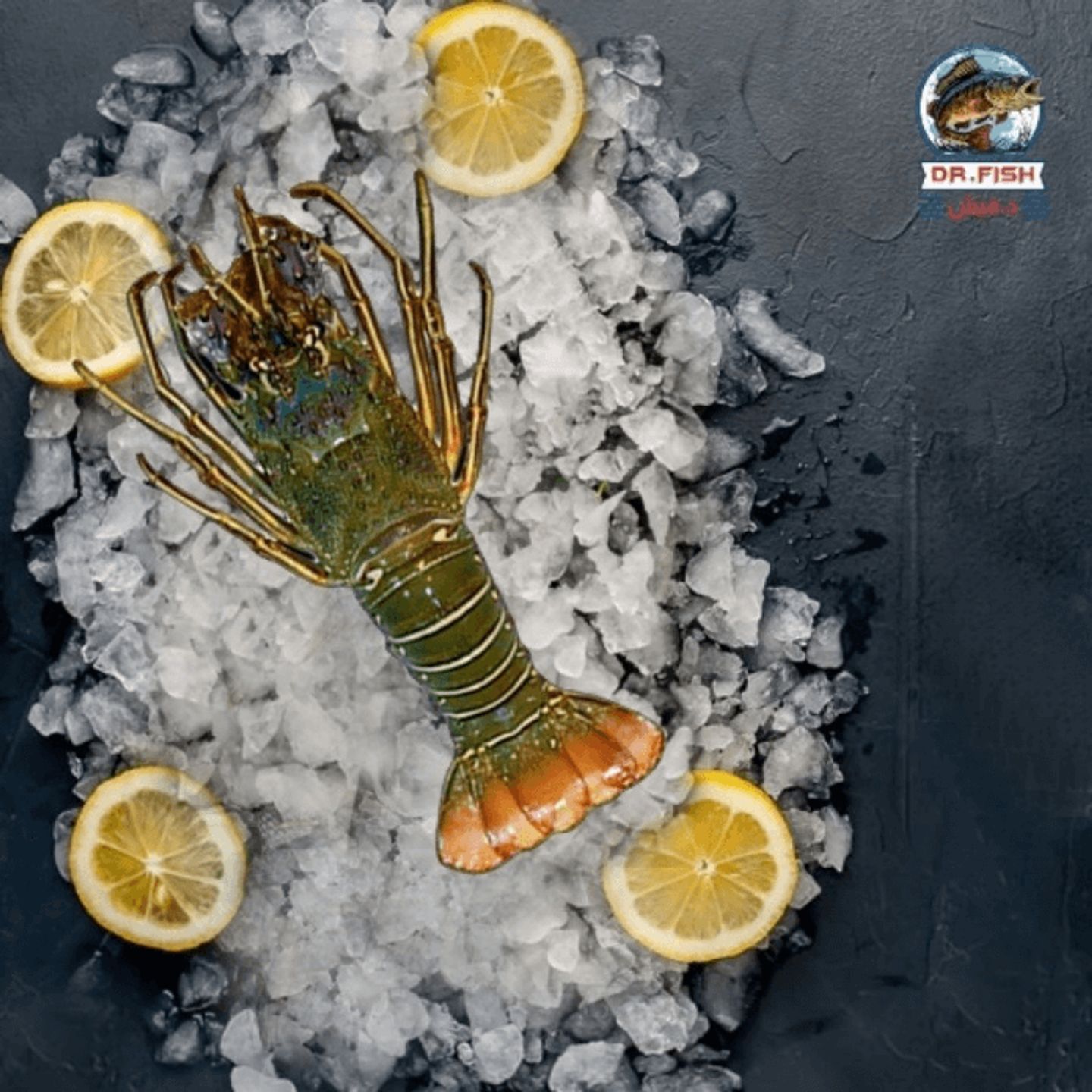 Lobster 600 Gram