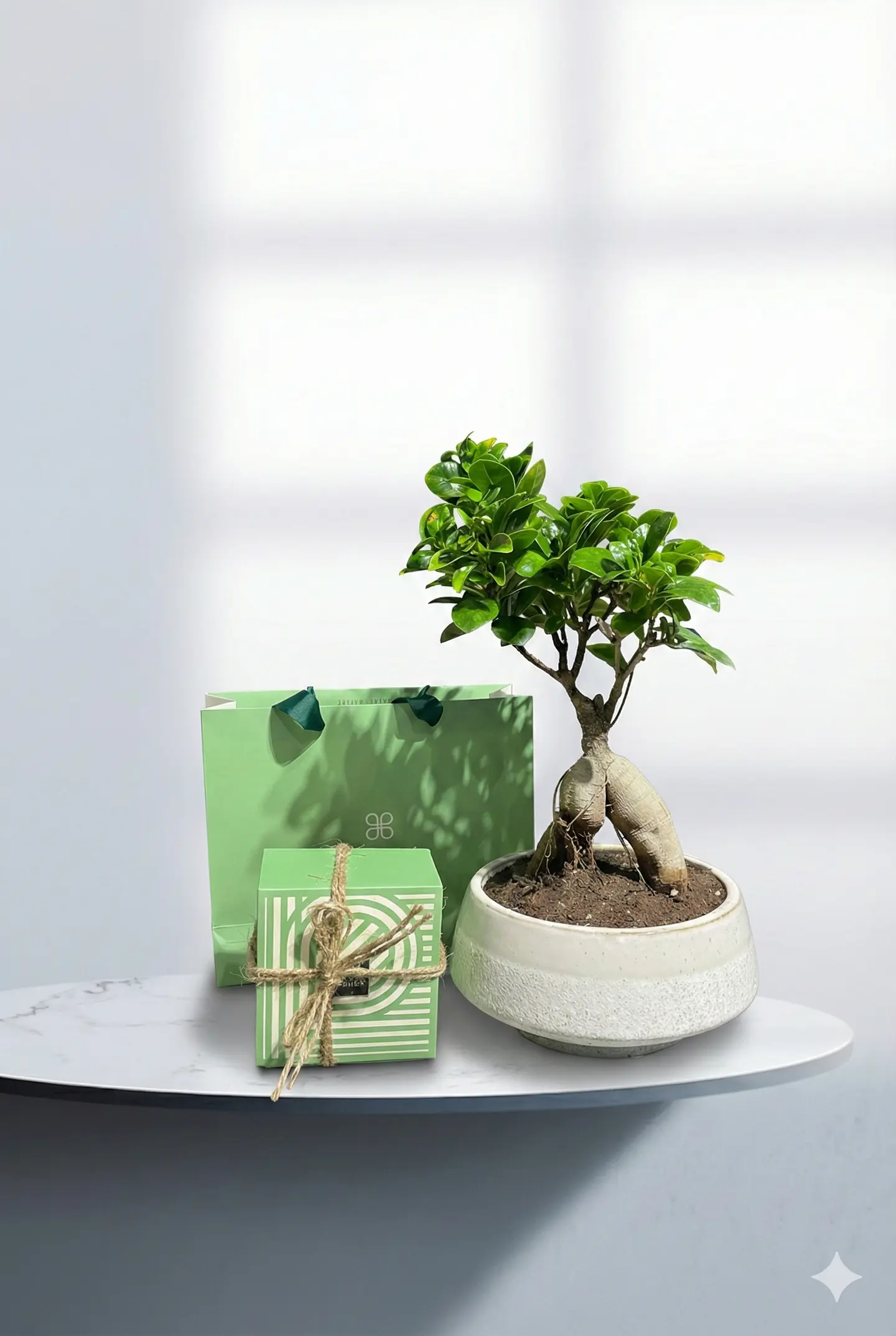 نبتة فيكس جينسينج مع باتشي