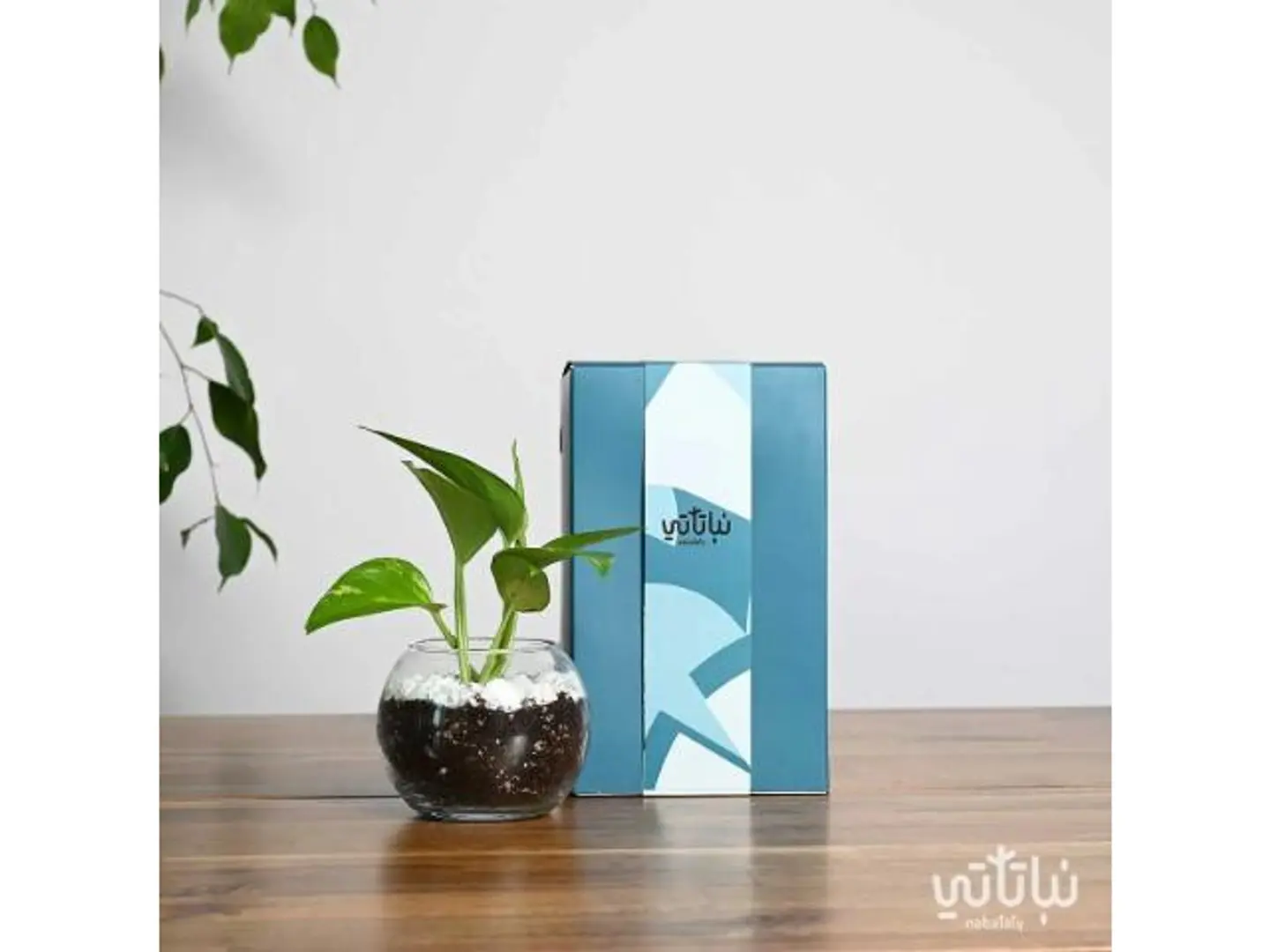 Blue Pothos Gift