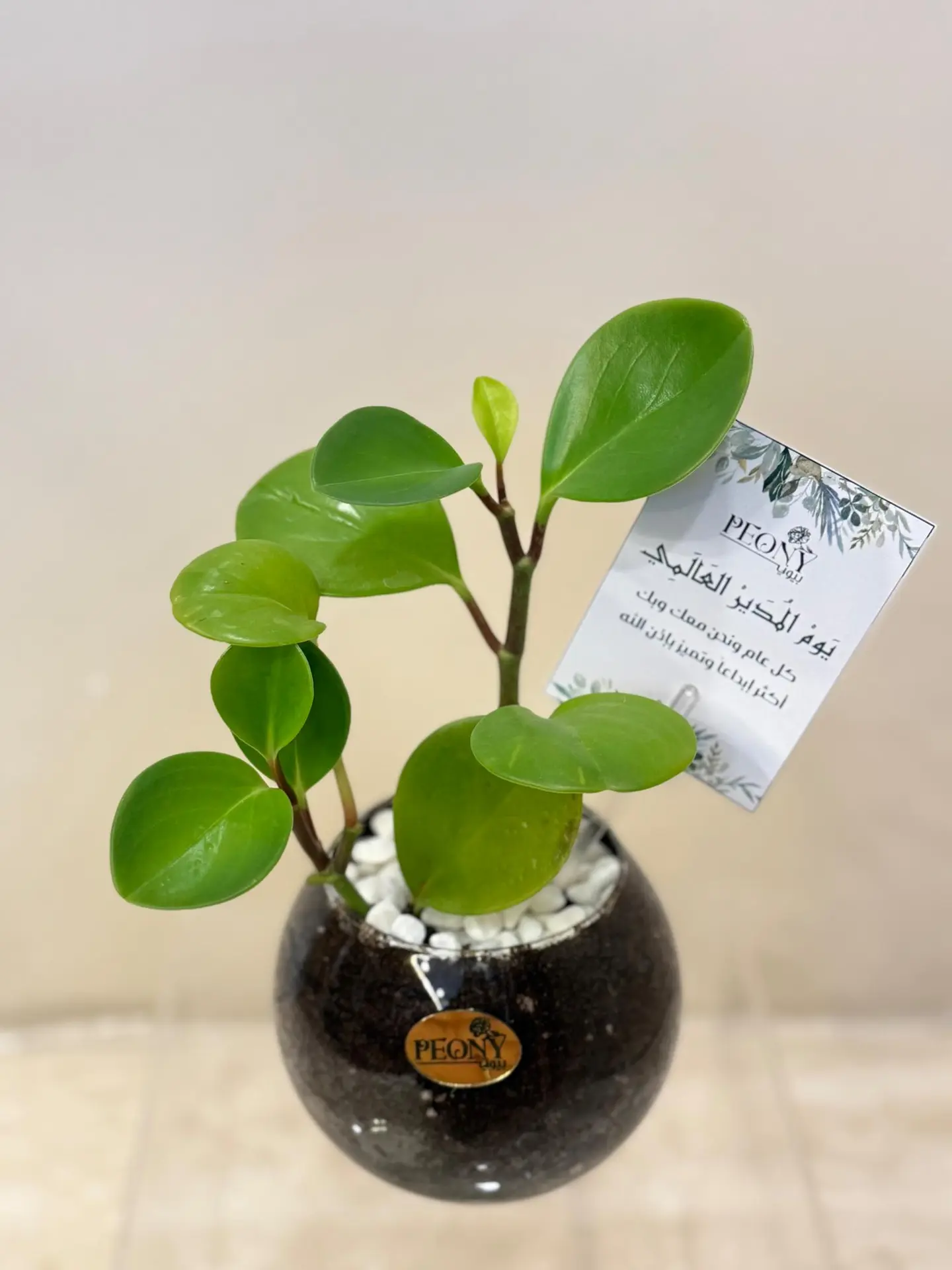 Peperomia Vase For Boss' Day