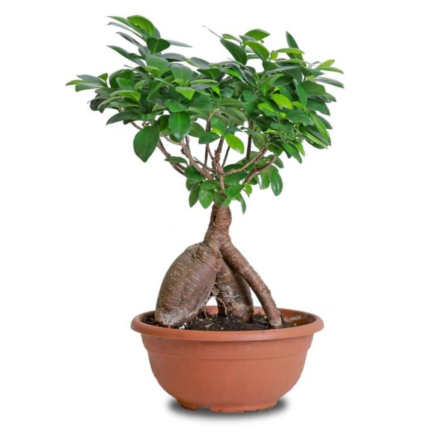 Small Bonsai