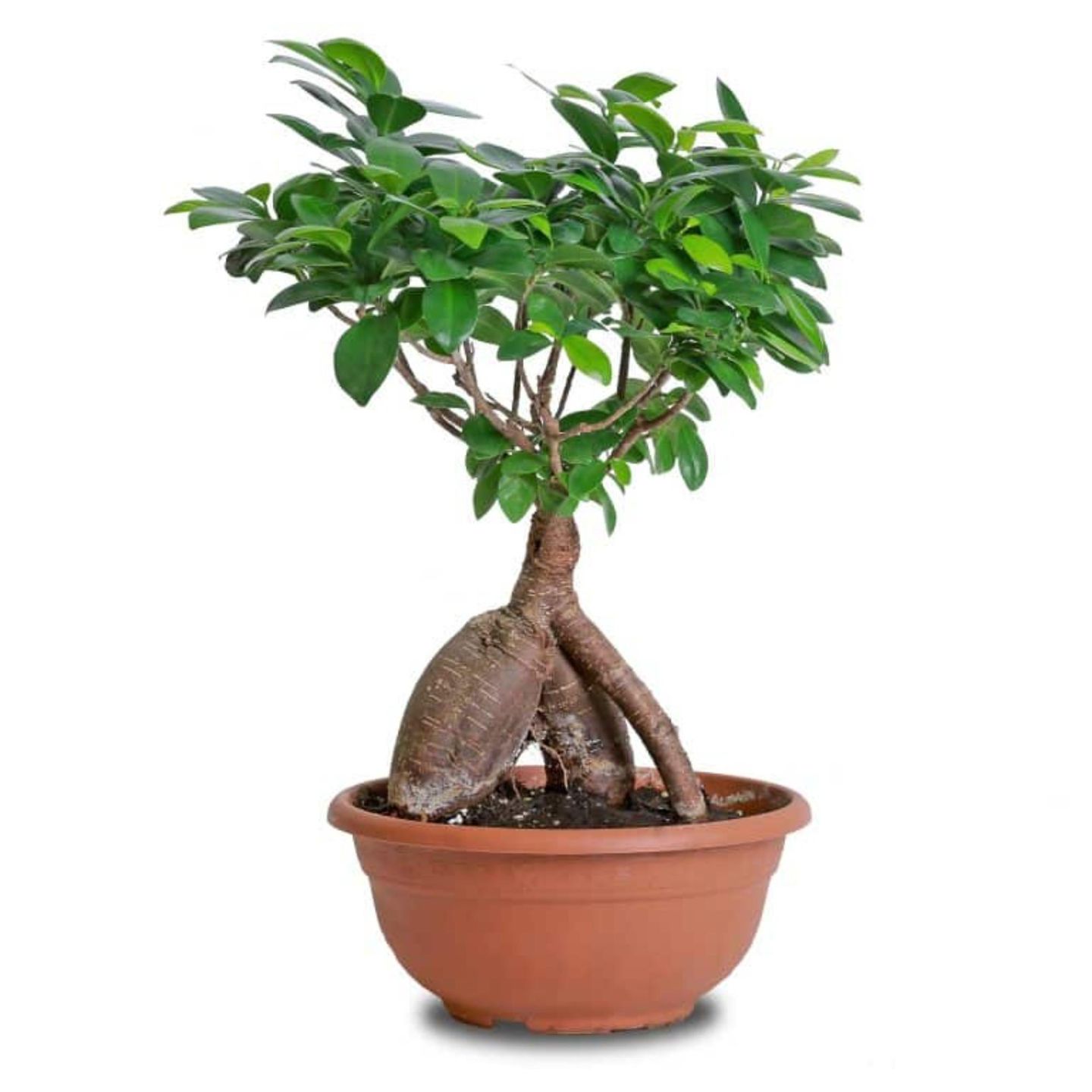 Small Bonsai