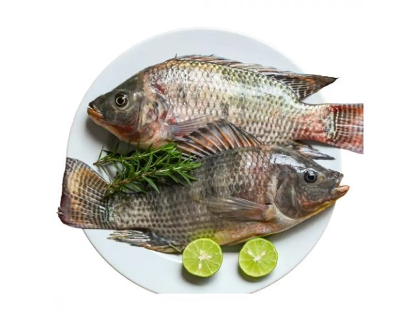 Tilapia