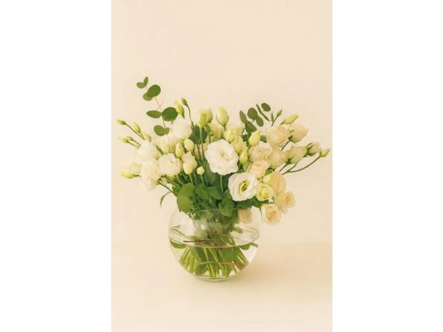 ورود بيبي روز بلون كريمي، وستوما بيضاء مع إناء.