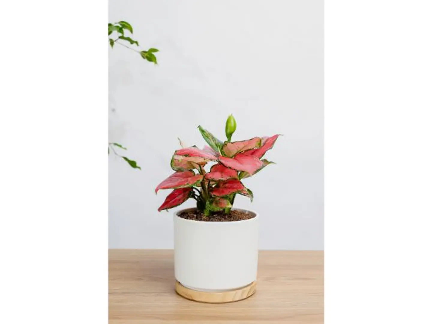 Pink Aglaonema Plant In A White Ceramic Pot With A Wooden Base