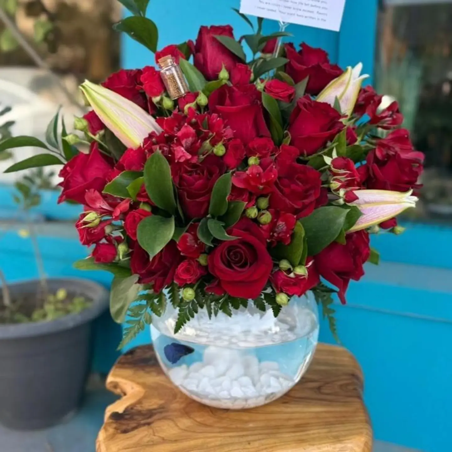 فازة سمك بورد احمر2