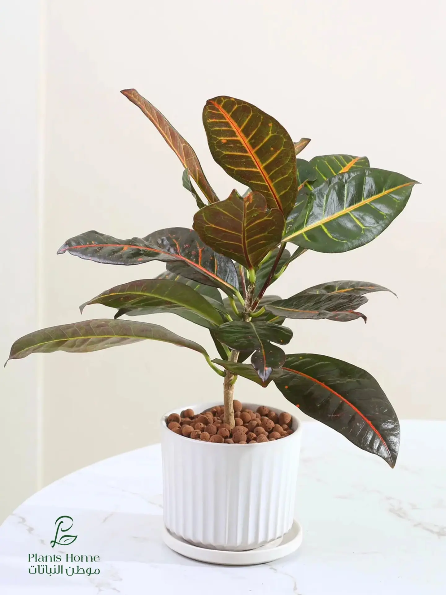 Croton In Stylish White Ceramic Pot